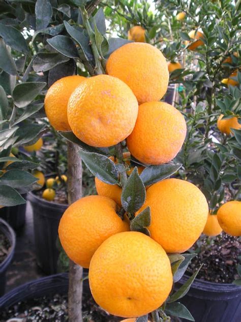 chinotto fruit.